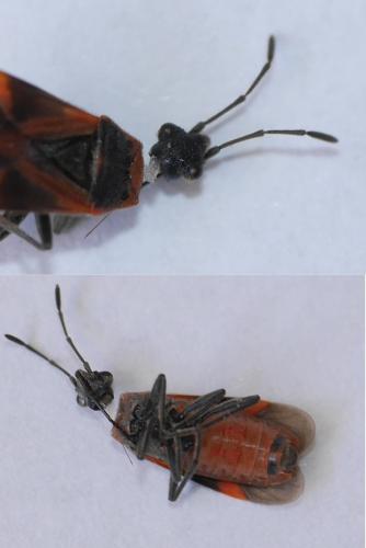 Arocatus roeselii